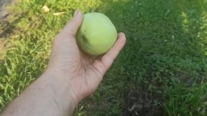 Яблоня Золотое Летнее.