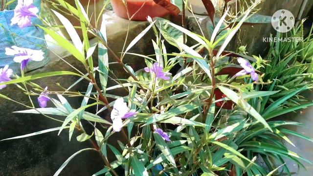 Mexican Petunia Plant Care/Summer Petunia #ruellia #greengardenkolkata  #hindi смотреть онлайн