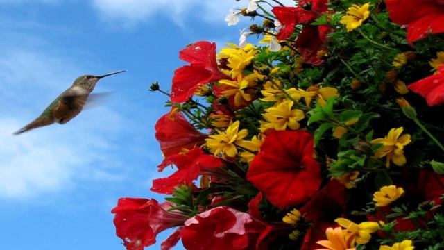 Красивая музыка .......(Тигран Мансурян) смотреть онлайн