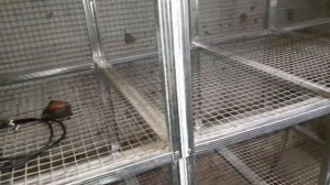 Клетка для кролей из металопрофиля. Обшиваем сеткой