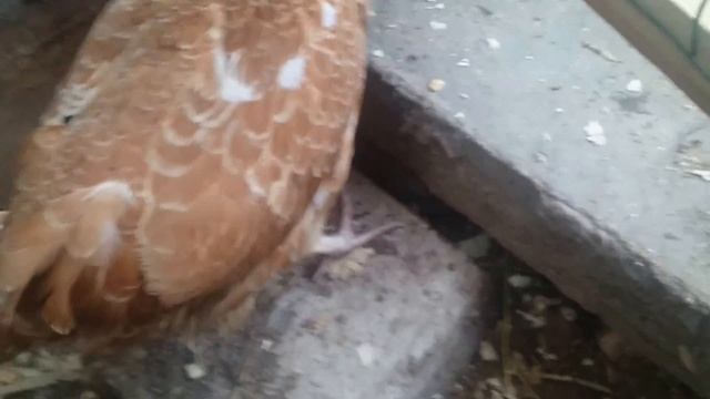 Падуан окрас шамуа стандарт. смотреть онлайн