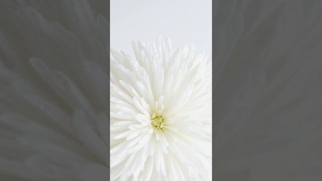 White Chrysanthemum Flower