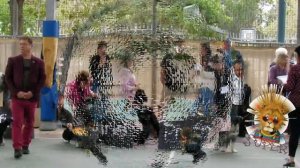 миттельшнауцер Арчи 5 - первая выставка