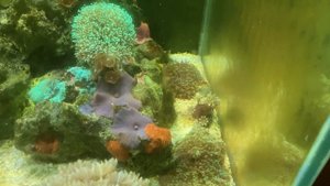 Низкий pH в морском аквариуме и другие новости.