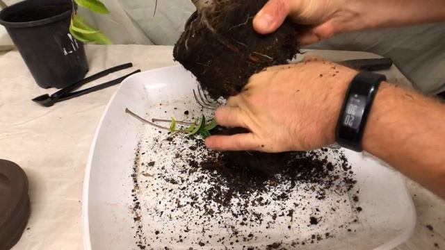 Ficus Benjamina bonsai - first style and repot смотреть онлайн