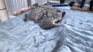 11.5 week old F2 Savannah Brothers wrestling match