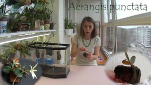 Aerangis Punctata🍀 спустя 7 месяцев видео №3🍀