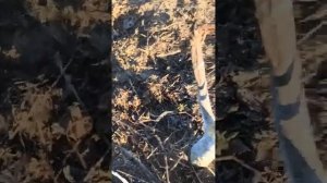 Обрезка двухлетних саженцев