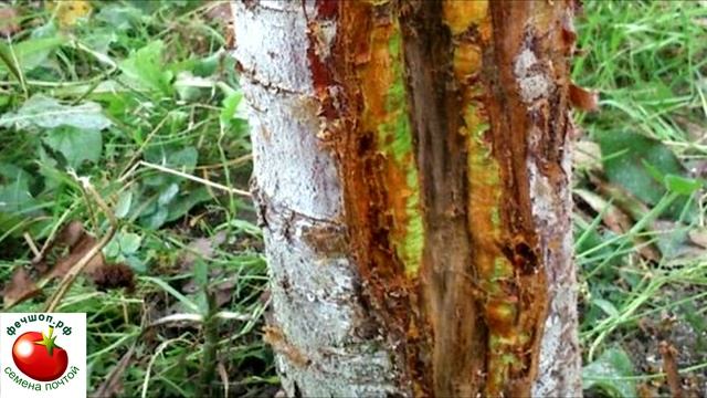 Зачем обрабатывать плодовые деревья мочевиной?