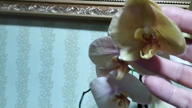 Новые хотелки,и растройство. смотреть онлайн