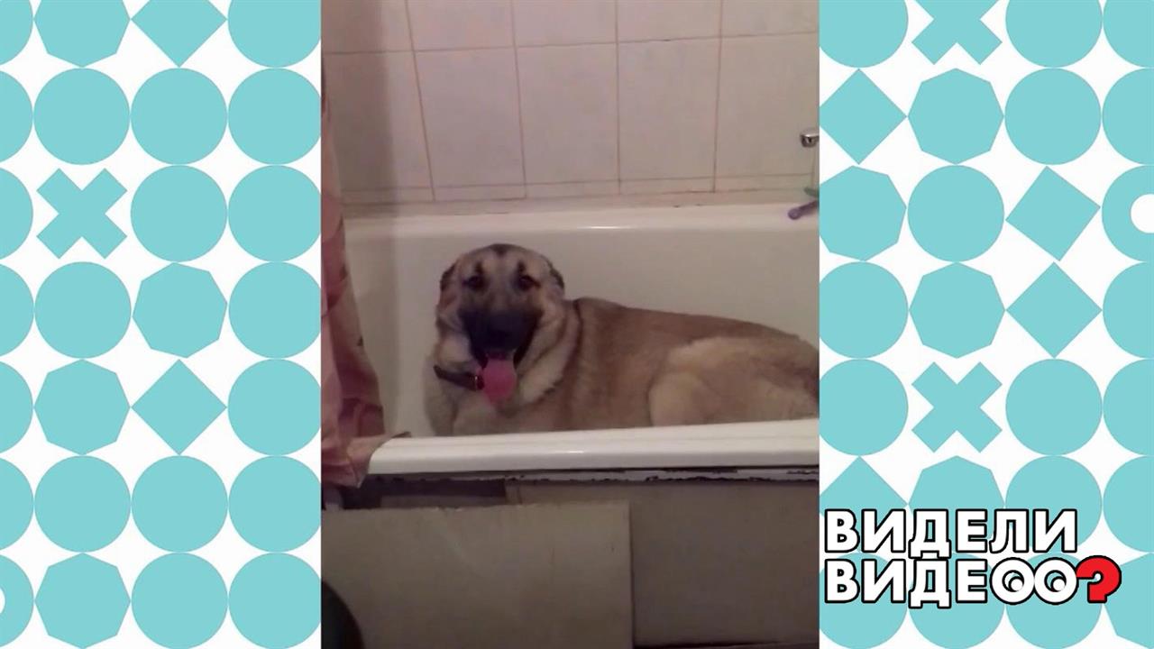 Пес провинился. И знает об этом! Видели видео? Фрагмент выпуска от 18.10.2020