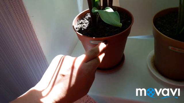 Калла клубневая, уход, полив, размножение.
