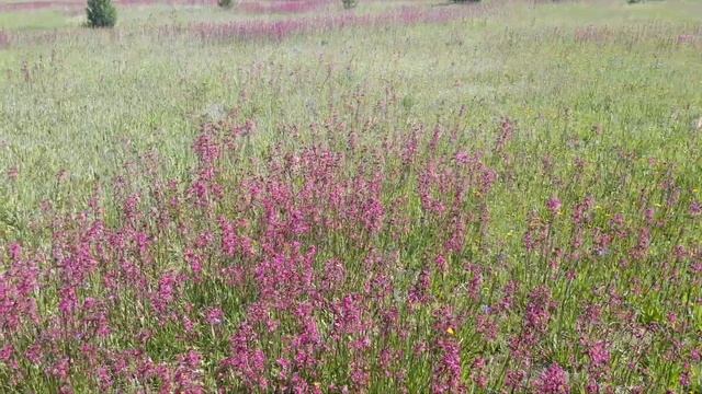 Медонос Смолка обыкновенная (клейкая) смотреть онлайн