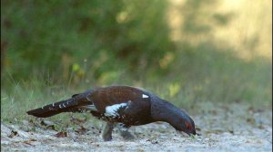 Глухарь (Tetrao urogallus) - Western capercaillie