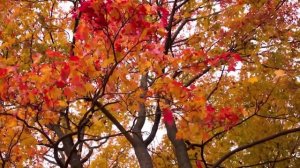 КАМЕРТОН (вокализ)