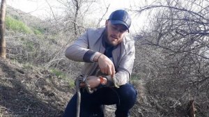 Змеи в Николаеве. Водяной уж или шахматная змея в городе.