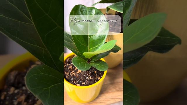 Фикус Лирата: уход | Ficus Lyrata