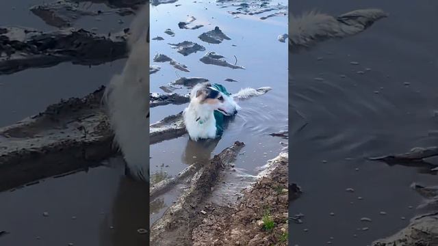 Грязевые ванны🥲 #borzoi #dog #doglover #борзая #русскаяборзая #greyhound #собаки #рпб #love #hunter смотреть онлайн