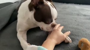 Будни с собакой | Бостон Терьер Юна | Boston Terrier Dog