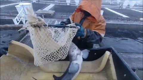 Сургутский рыбхоз...или рыбоводство на грани возможного