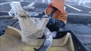 Сургутский рыбхоз...или рыбоводство на грани возможного