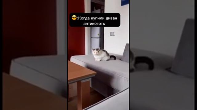 Диван с обивкой антикоготь #tiktok #юмор