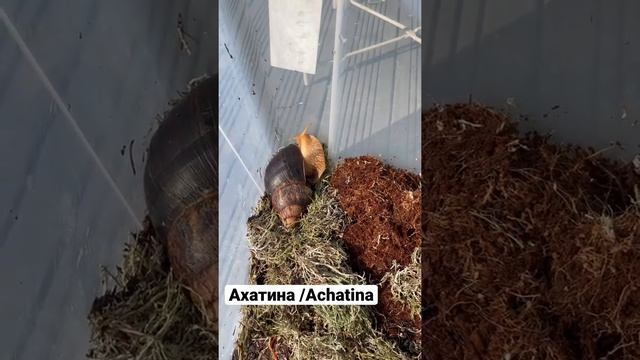 гигантская улитка ахатина #ахатина #улиткиахатины #улитки #улитка