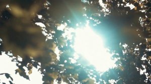 Миша и Илонна  свадебный  клип