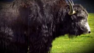 Самый большой бык в мире