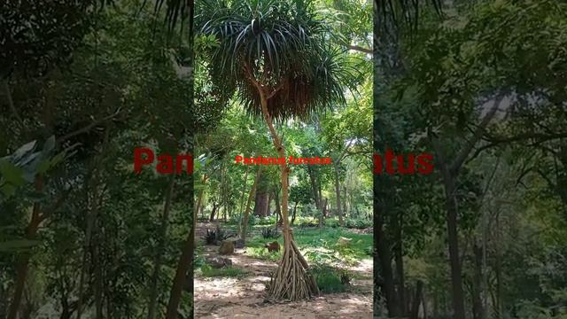 Pandanus furcatus, Himalayan/Nepal Screw pine. Thanks for watching 🙏, pls like share and subscribe