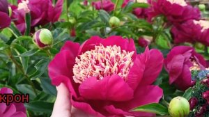 Пион Акрон. Peony Akron. Цветение 2022#пионы#цветениепионов#цветоводство