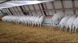 Автоматическое Кормление Коз