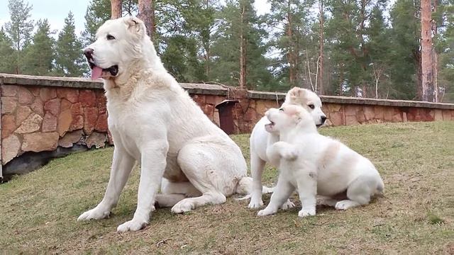 Прогулка со щенками