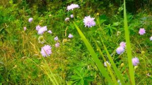 Микаэл Таривердиев  Ноктюрн для двух скрипок