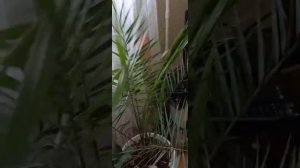 Не растёт финиковая 🌴 😔пальма((
