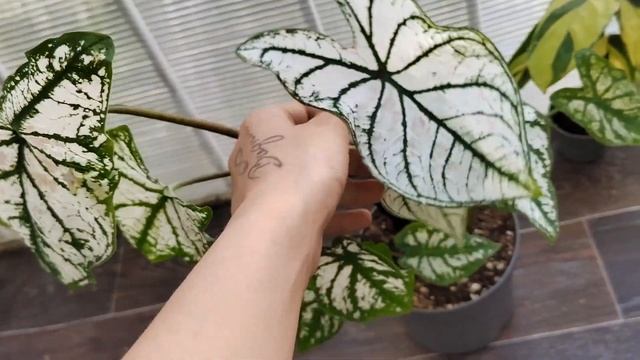Цветочные новинки август/ Новинки комнатных цветов