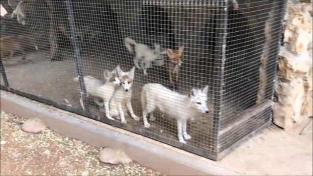 Парк Миниатюр Бахчисарай - ЗООПАРК Бахчисарай - Отдых в Крыму с детьми смотреть онлайн