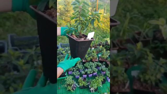 Гортензия метельчатая Полар Бир (Полярный медведь)
