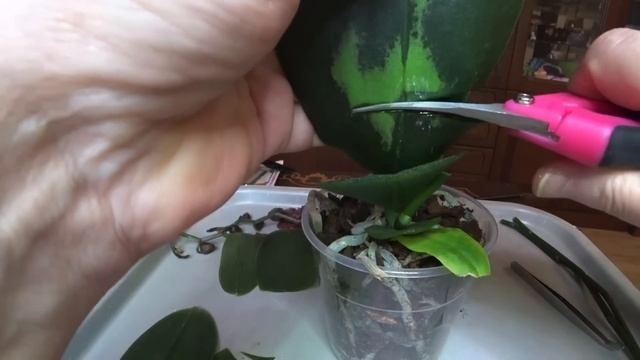 Орхидеи / Замороженная орхидея / Пират Пикоти бабочка. Часть 1 19 ноября 2022 г. смотреть онлайн