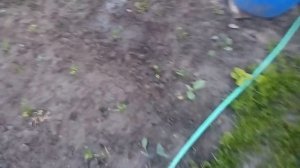 Совмещенные посадки. Капуста,фасоль,сельдерей и другие овощи