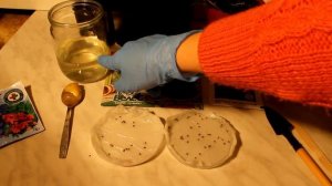 Как посадить розмарин из семян. 4 секрета успешного прорастания