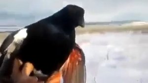 Тетерев нападает на человека с помощью крыльев