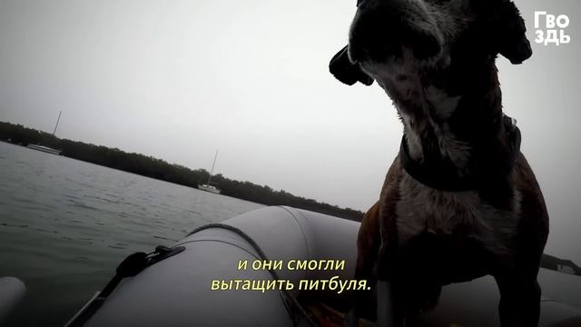 Собака Отчаянно Цепляется за Тонущую Лодку. Она вот-вот Уйдет под Воду смотреть онлайн