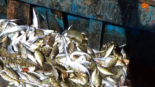 TRAWL NET FISHING EPISODE - 11