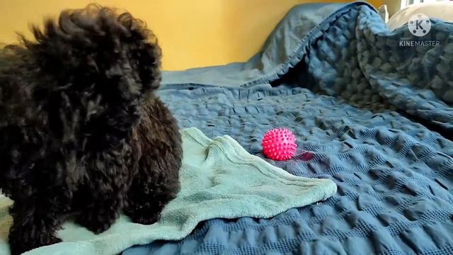 Совершенно милый щенок #тойпудель#toypoodle#canichetoy