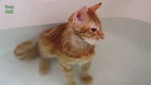 Прикольное купание котов))) Коты под кайфом !