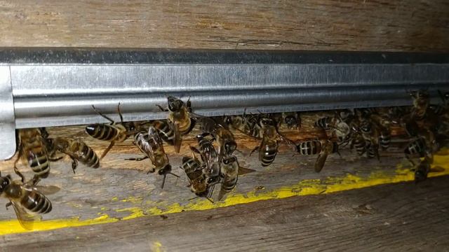 Ночной движ. Ежики - это не только ценный мех :) . #мед #honey #bal #украинскаястепная #степова смотреть онлайн