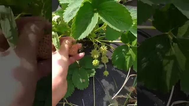 Клубника Анабланка смотреть онлайн