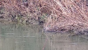 Прекрасно живут вместе - самая Большая и Карликовая утка // Big duck and dwarf duck live together.