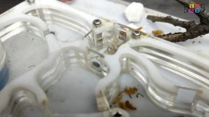 МАТКА ГИГАНСКИХ МУРАВЬЕВ ПОГИБЛА.  Выживет Ли Колония Без Муравьиной Самки?